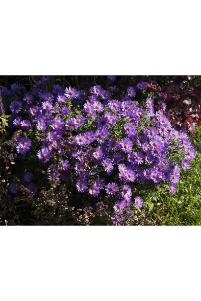 Астра кустовая Эрли Блю посадка